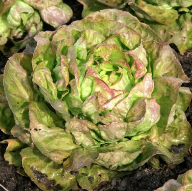 Sviesta salāti 'Brune Percheronne'